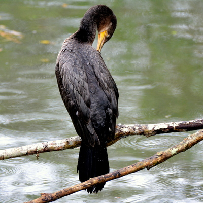 Neotropic Cormorant (2)